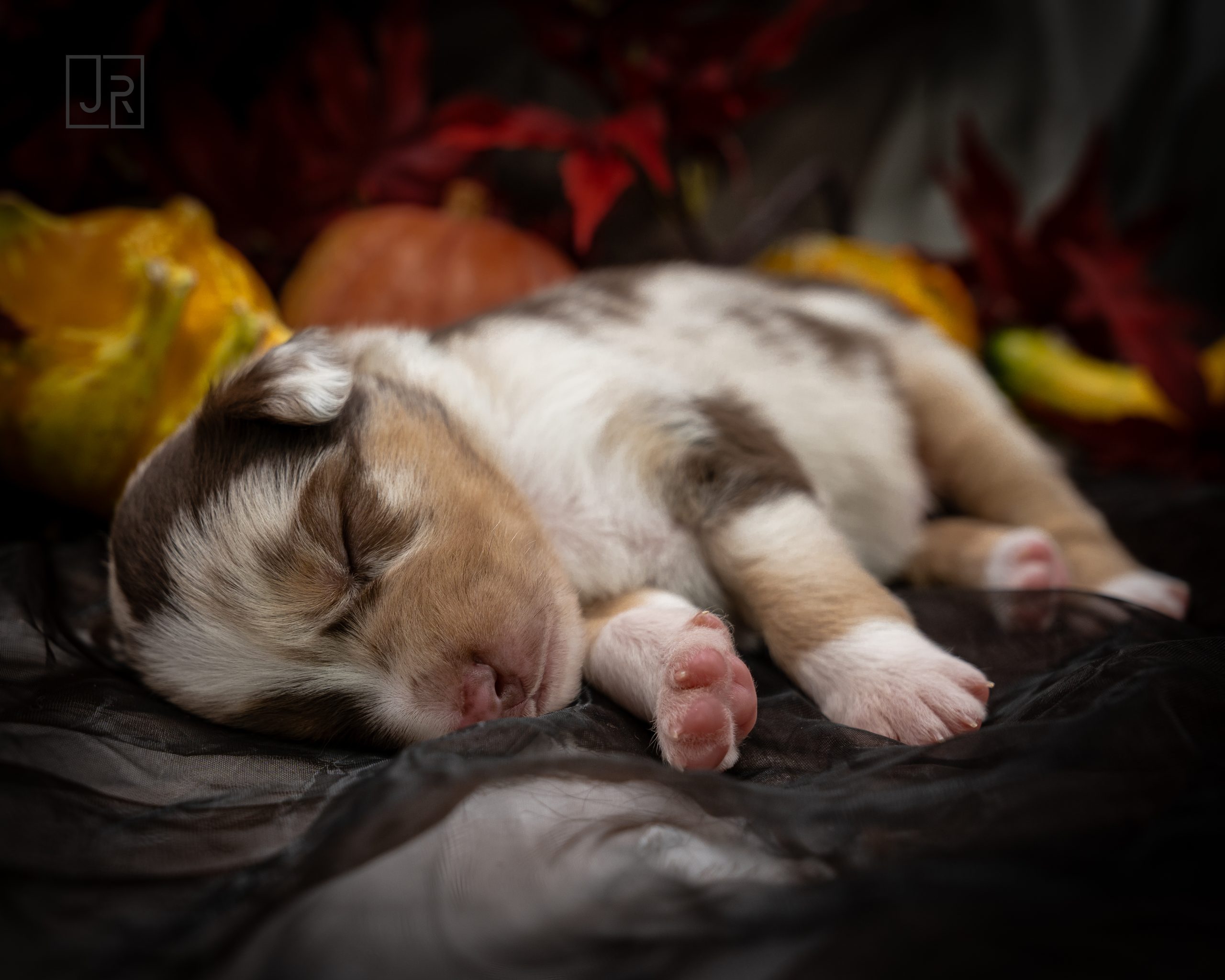 Red Merle braun Logo (8)